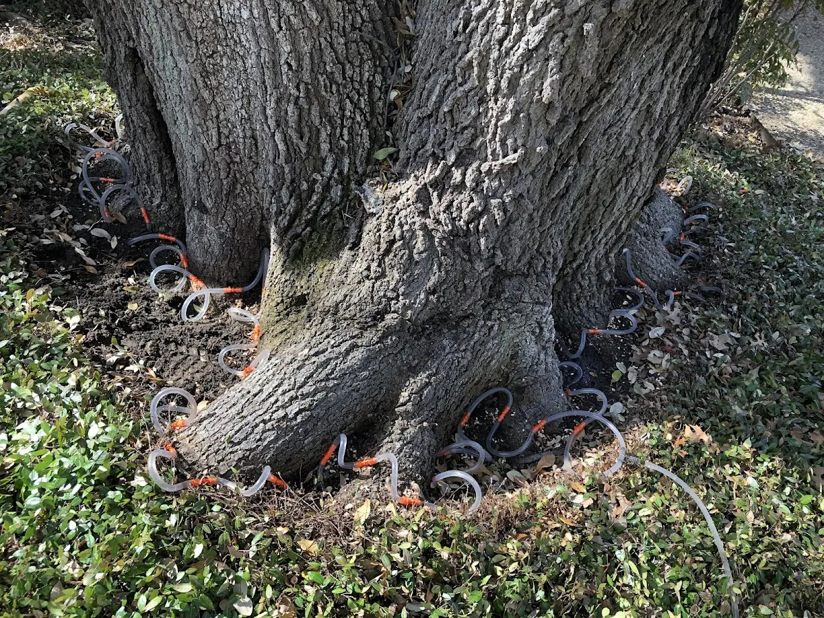Detailed Tree Cabling and Bracing job site in Beeville