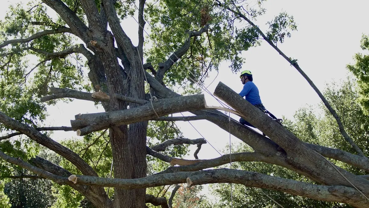 Professional Hazardous Tree Removal performed by certified arborists in Beeville