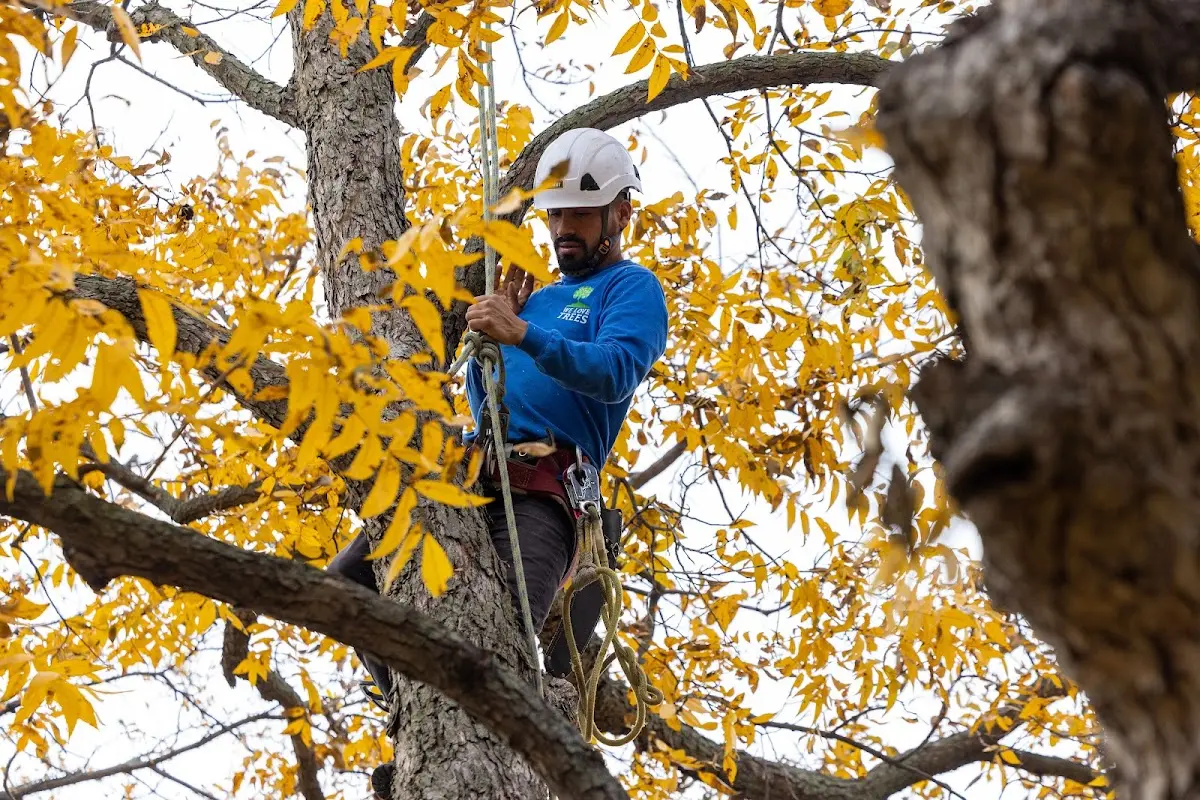 Skilled Tree Planing crew working in Beeville