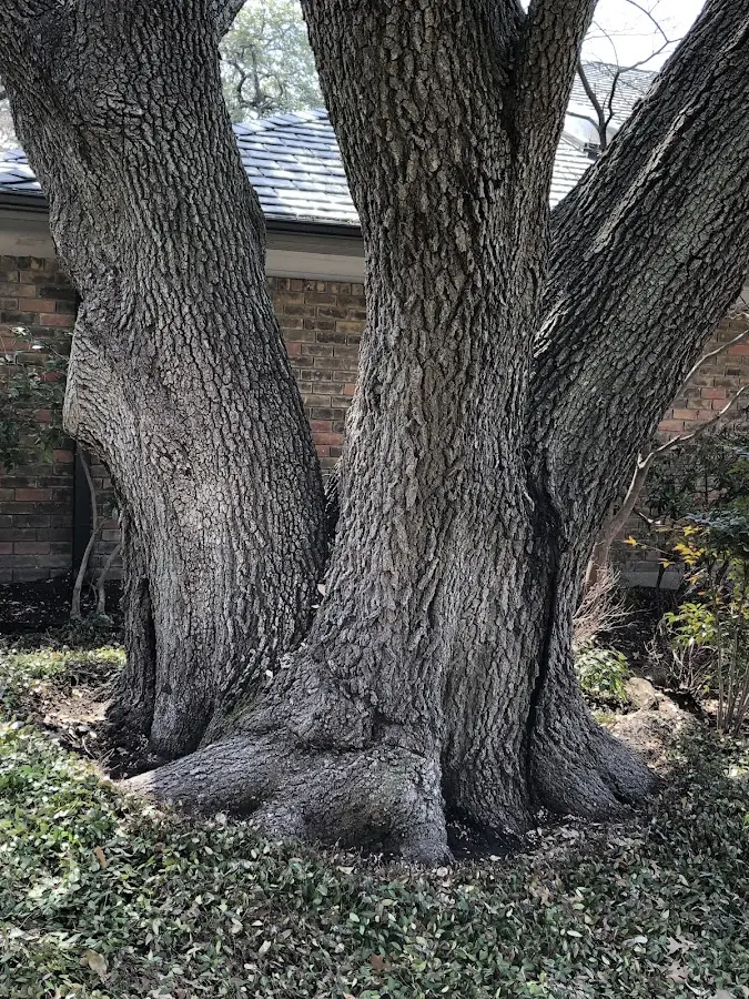Mature heritage tree close to a Beeville property cared for by certified arborists